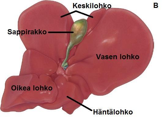 Maksa- ja endoteelisolujen väleissä, vaaleilla alueilla sijaitsee Dissen tila, jossa kiertää lymfaneste sekä sinuisodit eli hiussuonet.