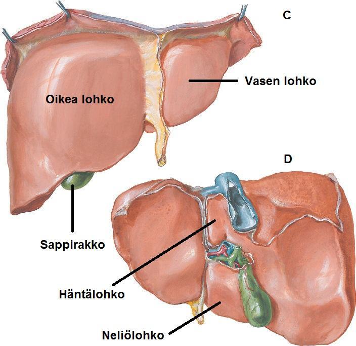 (Rogers & Dintzis 2012; Autio-Harmainen 2012.) Ihmisellä HS-solut alkavat maksasairauksien yhteydessä tuottaa kollageeneja.