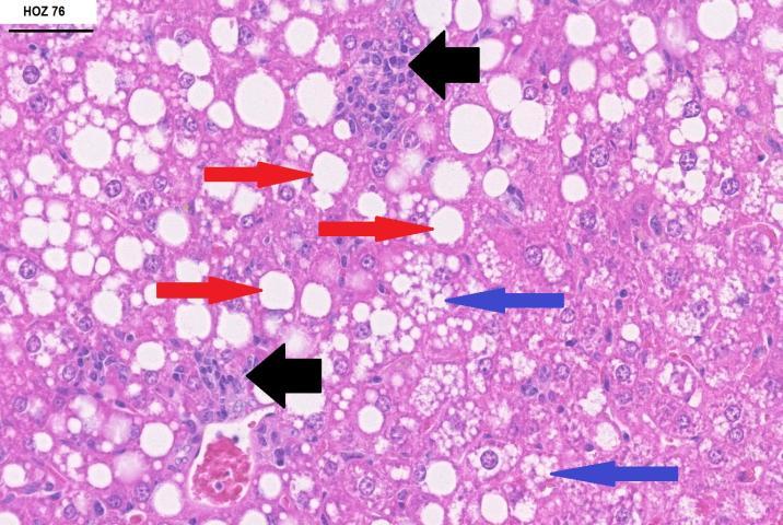 Kuvassa 6 verrattaan villityypin urosta (WT 121) ja HSD17β13-poistogeenista urosta (HOZ 34).