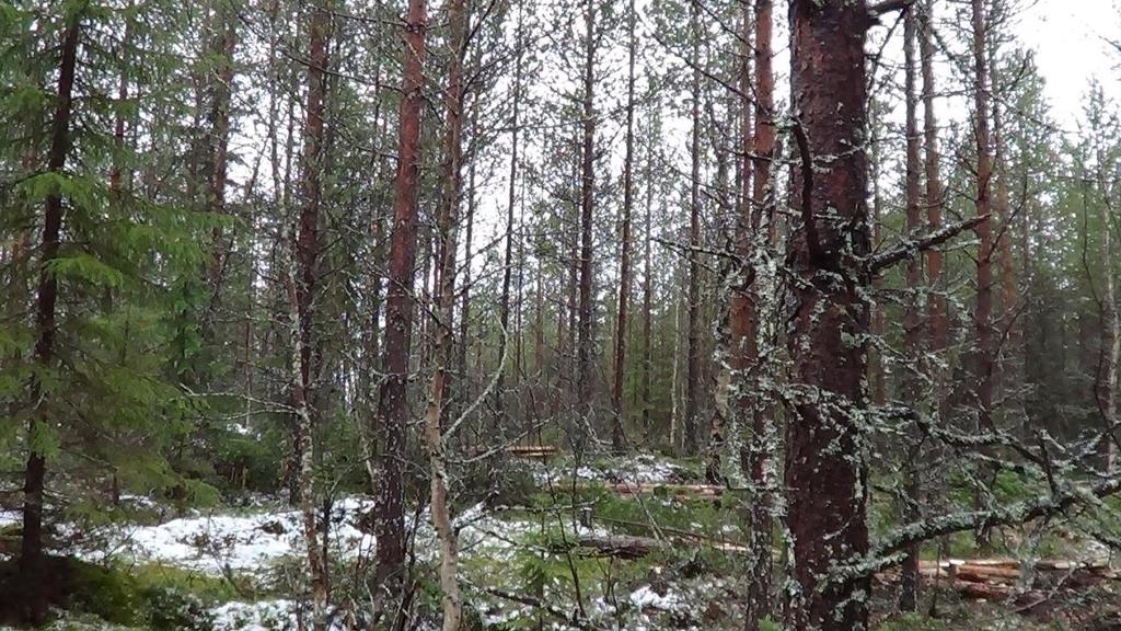 käteen maastoon merkitsemällä hakkuu-uran keskilinja maastoon kuitunauhalla. Koealoilla ei ollut tarvetta ennakkoraivaukseen.