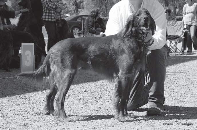 Yksi merkittävä tekijä koirapaljouteen oli Ahti Heikan kennel Douedal s, jonka kasvatteja oli esillä kaikkineen 10.