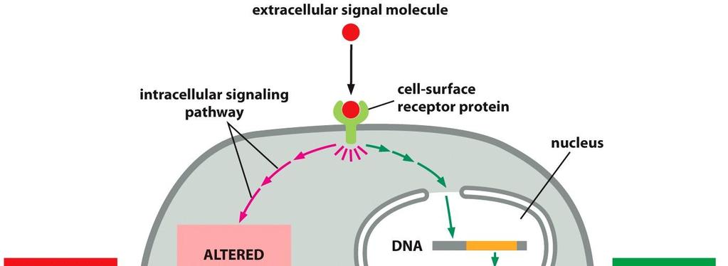 GENERAL PRINCIPLES OF CELL SIGNALING Signals Can Act over a Long or Short Range Each Cell Responds to