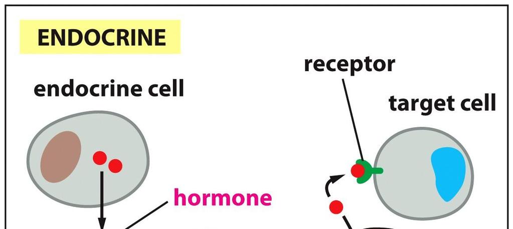 Parakriininen Parakriinisessä viestinnässä viestimolekyylit