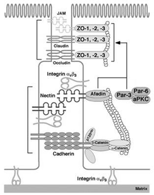 mouth Nectins are immunoglobulin-like cell adhesion molecules functioning in the formation of