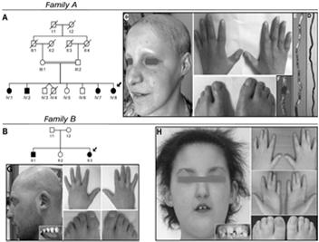 , 1998 The nectin family comprises 4 members: Nectins 1, 2, 3 and 4 Nectins interact with each