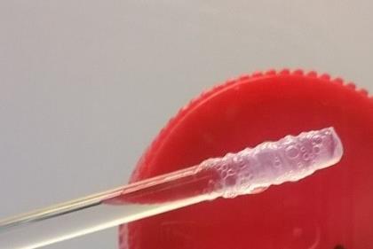 3 DNA:n eristykset Fenoli-kloroformiuuton ohje: DNA:n eristys kokoverestä, muokattiin genomisen DNA:n eristykseen sopivaksi (liite 1).