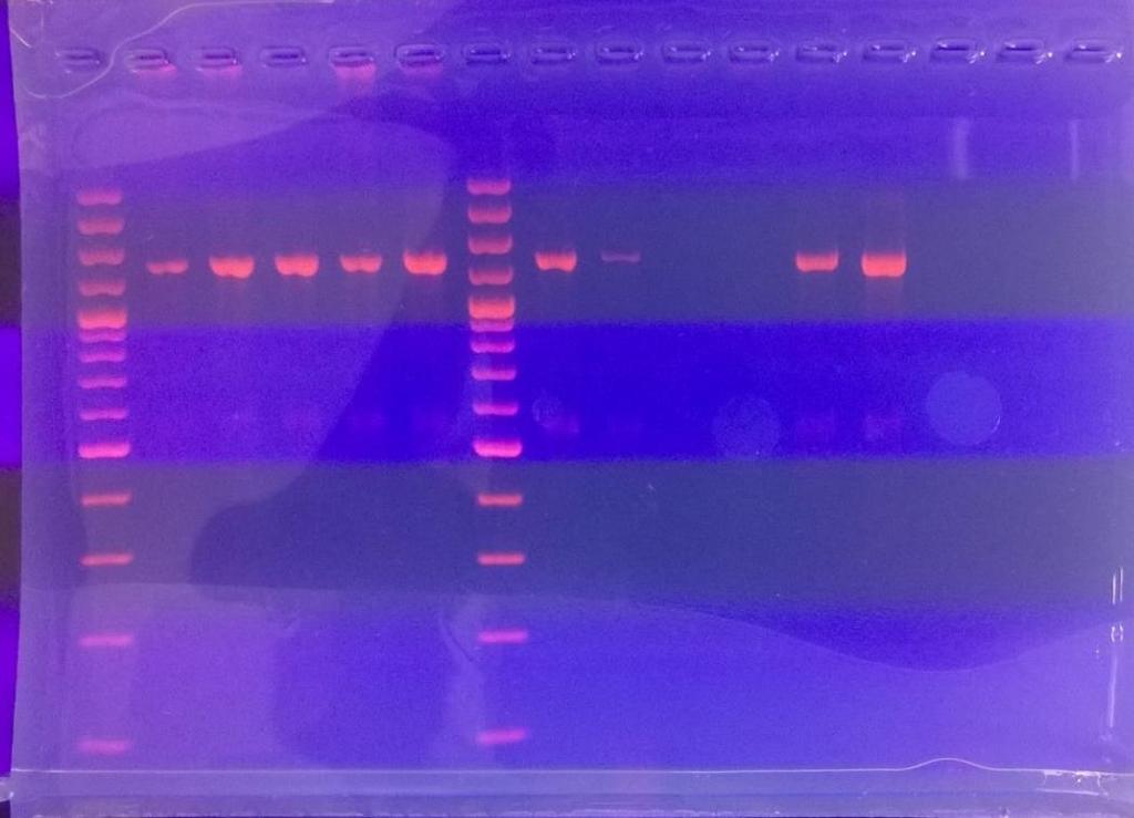 37 (70) Eristetyn DNA:n toimivuutta analysoitiin visuaalisesti kuvista 12 14.