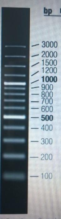 Kokostandardina käytettiin 100-3000 emäsparin pituisia fragmentteja (Kuva 12). PCR-alukkeilla kopioidun DNA-fragmentin tuli olla kooltaan 1269 emäsparia.