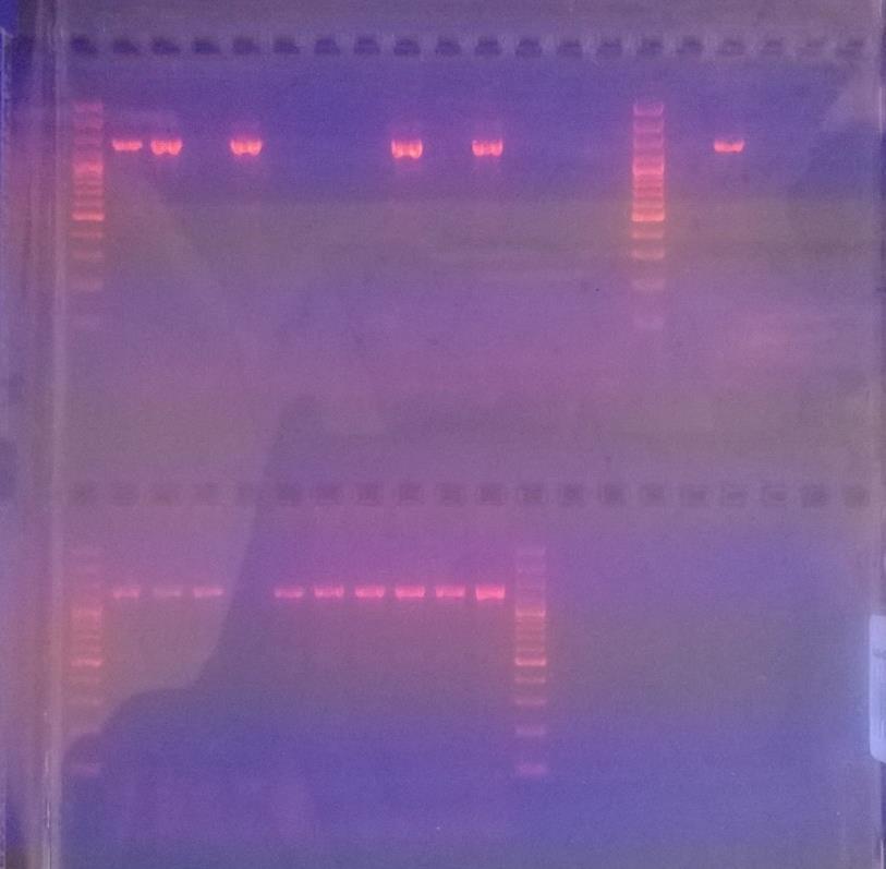 38 (70) Qiagen V1,V2,V3,V4, V5,V6,V7,V8,V9,V10,S6,S7,S8 + - Fenoli-kloroformi uutto S1,S2,S3, S4, S5,V1,V2,V3,V4,V5