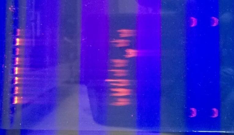 40 (70) S11,S12,V1, V2,V3, V4, V5, V7 1990 2 0 1 4 Kokostandardi 10 000 ep Agilent KUVA 17. Verinäytteiden säilyvyyden vaikutus DNA:n eristykseen. Eristys Agilentin menetelmällä.