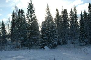 Liitä oikean sanan kansa yhtheen Lunta aukennee (öppnar sig) Aurinko herättää (väcker upp) Vettä paukkuu (smäller) Taivas viheeltä (visslar, viner) Pilvet hajaatuavat (skingras) Aamu piminee