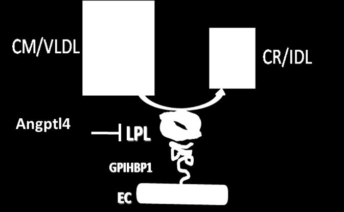 Angptl3 and Angptl4 inhibit