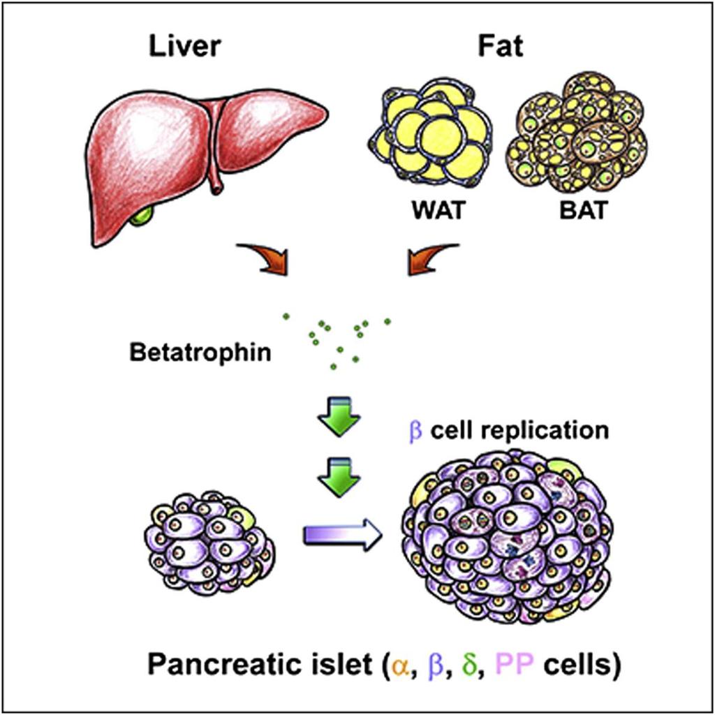 Angptl8 and β-cell function Insulin