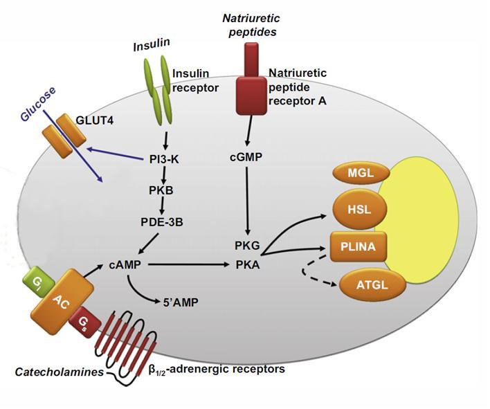 Control of Human Adipose