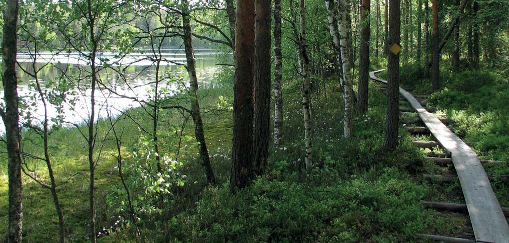 Opastetut patikoinnit mm. Liesjärven ja Torronsuon kansallispuistoihin. Virkistävät ohjelmapalvelut ryhmille.