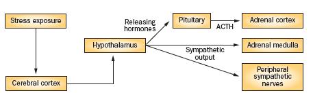 Hypotalamus-aivolisäkelisämunuais -akselin eli HPA-akselin