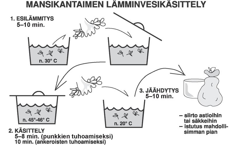 Sen satoisuus vaihtelee eikä se säily kovin hyvin. Hiku on aromikas, satoisa ja taudinkestävä, mutta sen marjojen pinta pehmenee herkästi sateissa eikä se silloin kestä kuljetusta.