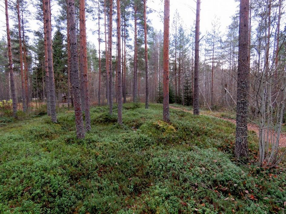 14 Harjanteen pohjoisosa kuvattuna pohjoiseen.