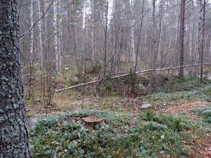 pohjamoreenikerrostuman tasolla. 2-3 m korkeat rantatörmät ovat paikoitellen jyrkät. Kuva 6.