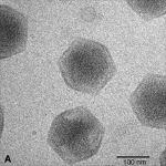 VIRUSTEN KOOSTUMUS NUKLEIINIHAPPO 1-30 (50)% - DNA tai RNA - 1- tai