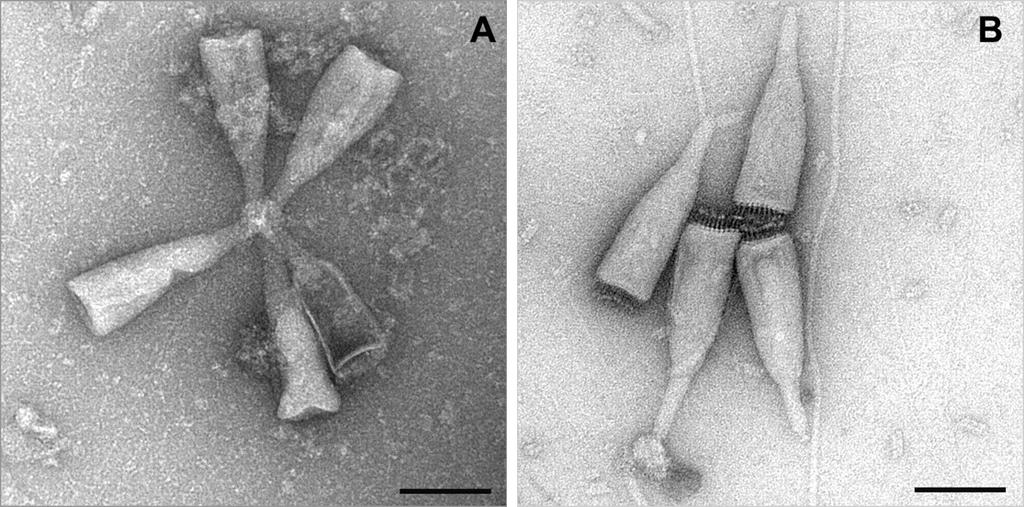.. RNA Molluscum contagiosum poxvirus Fusellovirus Acidianus bottle-shaped virus