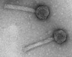 BAKTERIOFAGIT Virophage" = viruksen faagi Bakteerien syöjät, eli bakteerivirukset, eli bakteriofagit, eli fagit tai faagit