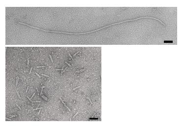 ADSORPTIO VIRUKSEN MONISTUMINEN SOLUSSA 1. ADSORPTIO (KIINNITTYMINEN) - virus tarttuu solun reseptoreihin 2.