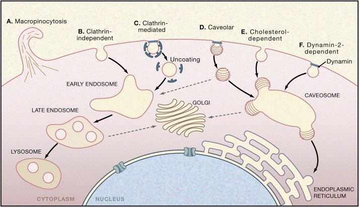 kinesiinia Nucleus MTs Maija Vihinen-Ranta, Jyväskylä Marsh, Helenius: Virus entry Cell 2006 VIRUKSEN KULKEUTUMINEN SOLUSSA Viruksen tumakuljetus ja DNA-genomin vapautuminen 1) Vapautuneen genomin (+