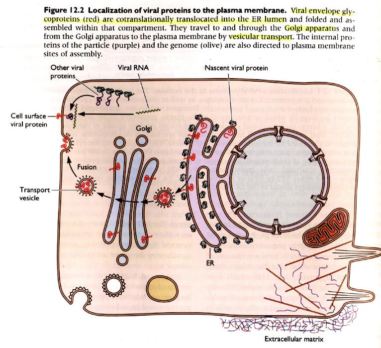 mrna:ta, siksi RNA-genomin laatu virionissa vaikuttaa viruksen monistumiseen: +ssrna: Picornavirukset