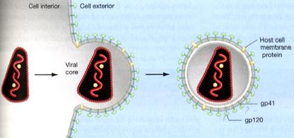 dsrna RNA > DNA + tai - ssrna:n kohtalo voi olla: - replikaatio, täyspitkien templaattien synteesi -