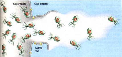 - glykosylaation aloitus Vapautumisreitit: c) a) b) 2.