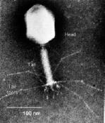 faagit (phage) Todennäköisesti kaikilla