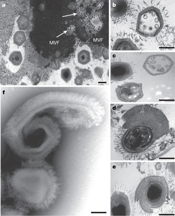 Virophage" = viruksen faagi Jättiviruksilla on omat faaginsa, jotka tekevät ne sairaiksi Faagin nimi on Sputnik ~50 nm ikosahedraalinen kapsidi ~18 kbp dsdna rengasmainen genomi sisältää 21 geeniä,