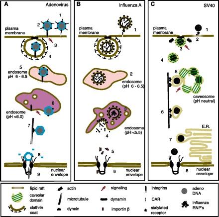 PENETRAATIO Smith, Helenius: Virus entry Science 2004 VIRUKSEN KULKEUTUMINEN SOLUSSA Viruksen tumakuljetus ja DNA-genomin vapautuminen