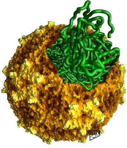 adenovirus, hepatiitti B virus 2) Kokonainen viruspartikkeli kuljetetaan tumaan - genomi vapautuu tumassa - esim.