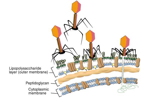 Viral entry into the nucleus. Annu. Rev. Cell Dev. Biol.16:627-51.