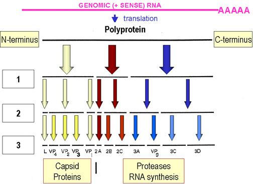 RNA-virukset Yleensä suhteellisen pieni genomi, ehkä koska solussa ei ole RNAvirheiden korjausta Tarvitsevat oman RNA-RNA-polymeraasin, jota ei ole solussa Mitään proteiineja ei voida tehdä ilman