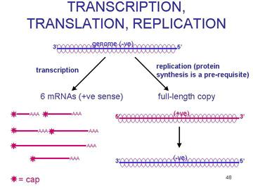 -ssrna: Paramyxovirukset Replikaatio: -ssrna > +ssrna > -ssrna Transkriptio: -ssrna > 6 mrna Virusgenetiikka Virukset monistuvat nopeasti Hyvä evoluutiomalli Yksi ainoa