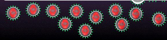 nih.gov/ictvdb/index.htm] Molecular genetics by Ulrich Melcher OSU [http://opbs.okstate.