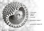 .. VIRUSTERMINOLOGIA Kapsidi (kapsid, capsid) Rakenneyksikkö Kapsomeeri