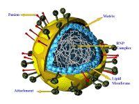 Vaippa (hölje, envelope) Matrix-proteiini Virioni: infektiokykyinen valmis virus