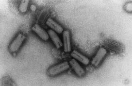 RNA-rihman pituudesta Vain yksi