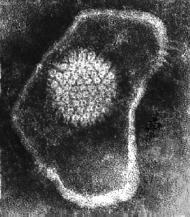 Papillomavirus Enterovirus