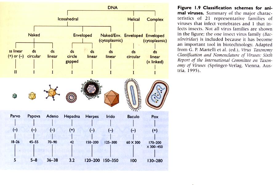 DNA-VIRUKSET (VII) Papillooma Papillooma PolyoomaPolyooma Esimerkkejä: B19 CPV MVM AAV Boca papillooma (oma heimo) polyooma