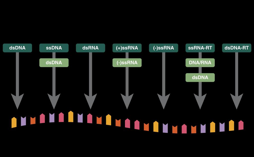 contagiosum RNA-VIRUKSET Esimerkkejä: Rota IBDV Noro polio Sapo rino HAV entero dengue rubella TBEV sindbis keltakuume HCV HIV