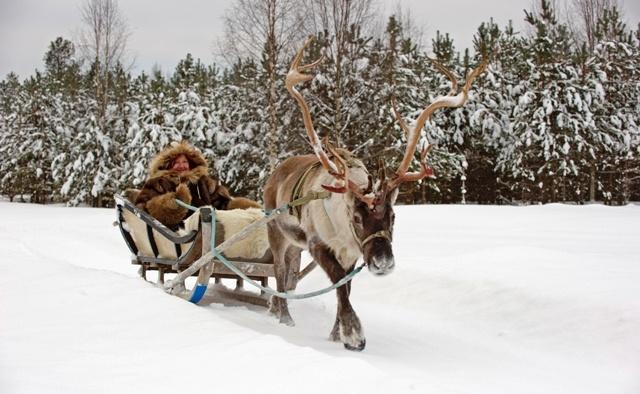 Luontotuotteet Luontotuotteet Wildlife: katselu ja valokuvaus Karhu, Ahma, Susi Hirvi ja metsäpeura, Kanadanmajava, Liito-orava, Linnut, Valkovalas Maisemat, revontulet Kesäaktiviteetit Kalastus,