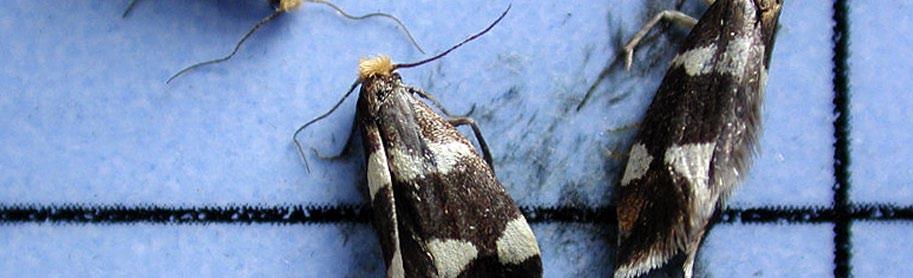 Marjanviljelyn feromonit Tuomo Tuovinen Herukka Herukansilmukoin feromoni (= valkopääkehrääjäkoi) (Euhyponomeutoides albithoracellus) Herukkalasisiiven feromoni (Synanthedon tipuliformis) Herukkakoin