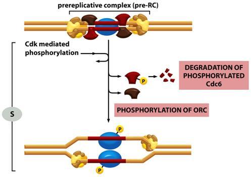 ORC rekrytoi replikaation aloituskohtaan replikaatiota estävät proteiinikompleksit