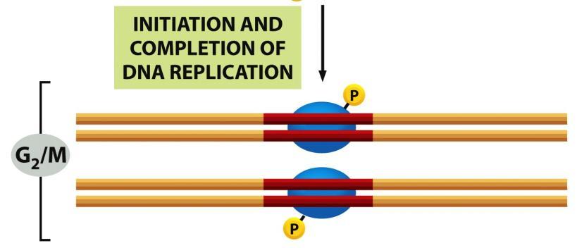 ORC ei ole fosforyloitunut (Cdkkinaasit inaktiivisia) Figure 5-30 Molecular