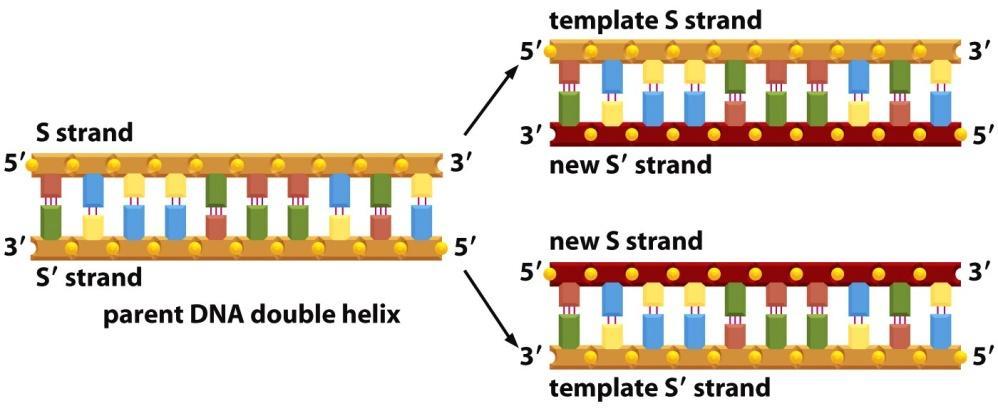 Biology of the Cell ( Garland Science 2008) Tuma-DNA replikoituu tasan kerran